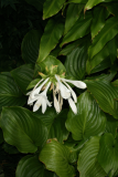 Hosta plantaginea var. japonica RCP08-07 532.jpg